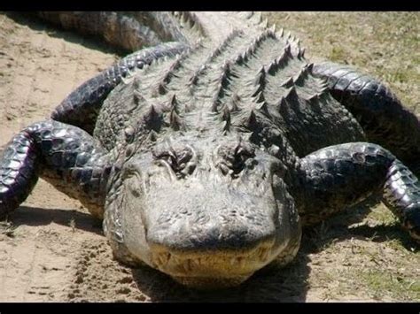 In this zoo video, couple of crocodiles swims together being ready for pleasant continuation. Male reptile thrusts cock into twat and fucks it in water. 